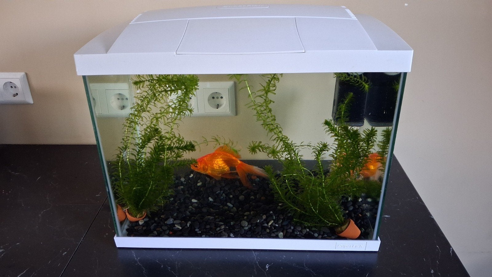 sushi en sashimi zoeken een nieuw thuis, compleet aquarium, Ophalen, Zo goed als nieuw, Gevuld zoetwateraquarium
