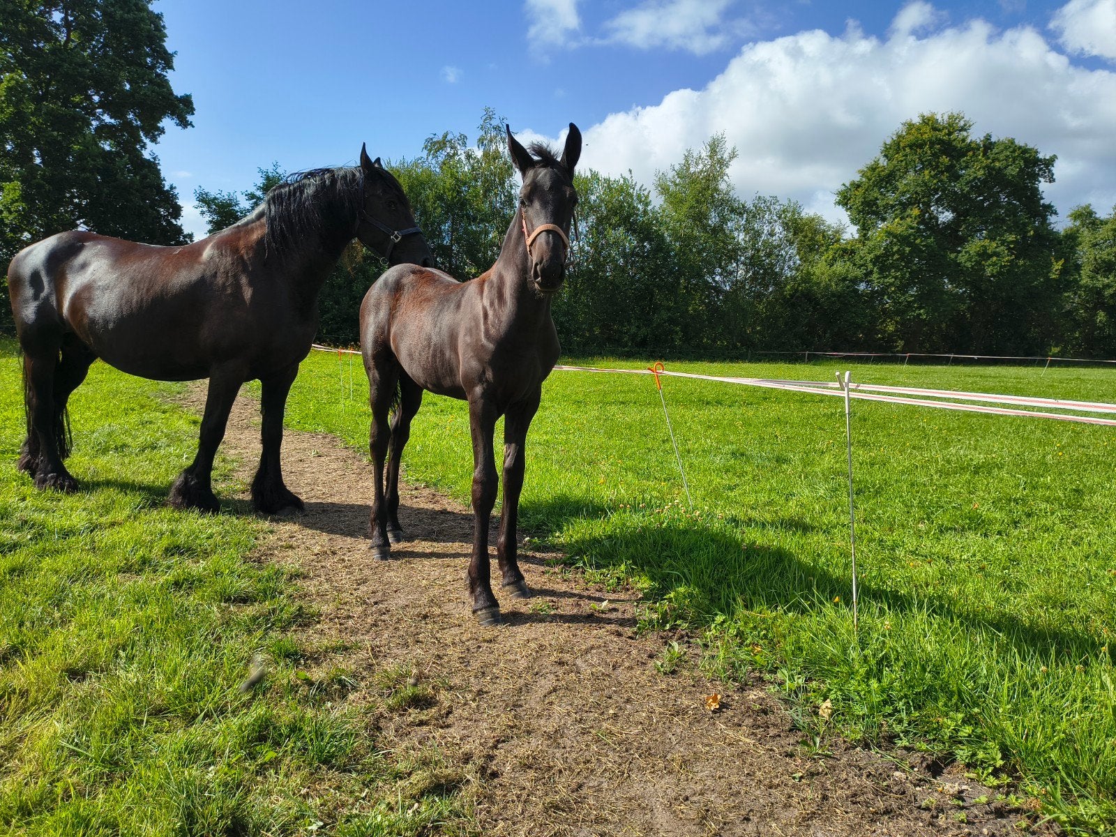 Fries merrieveulen, Dieren en Toebehoren, Paarden, Merrie, 0 tot 2 jaar