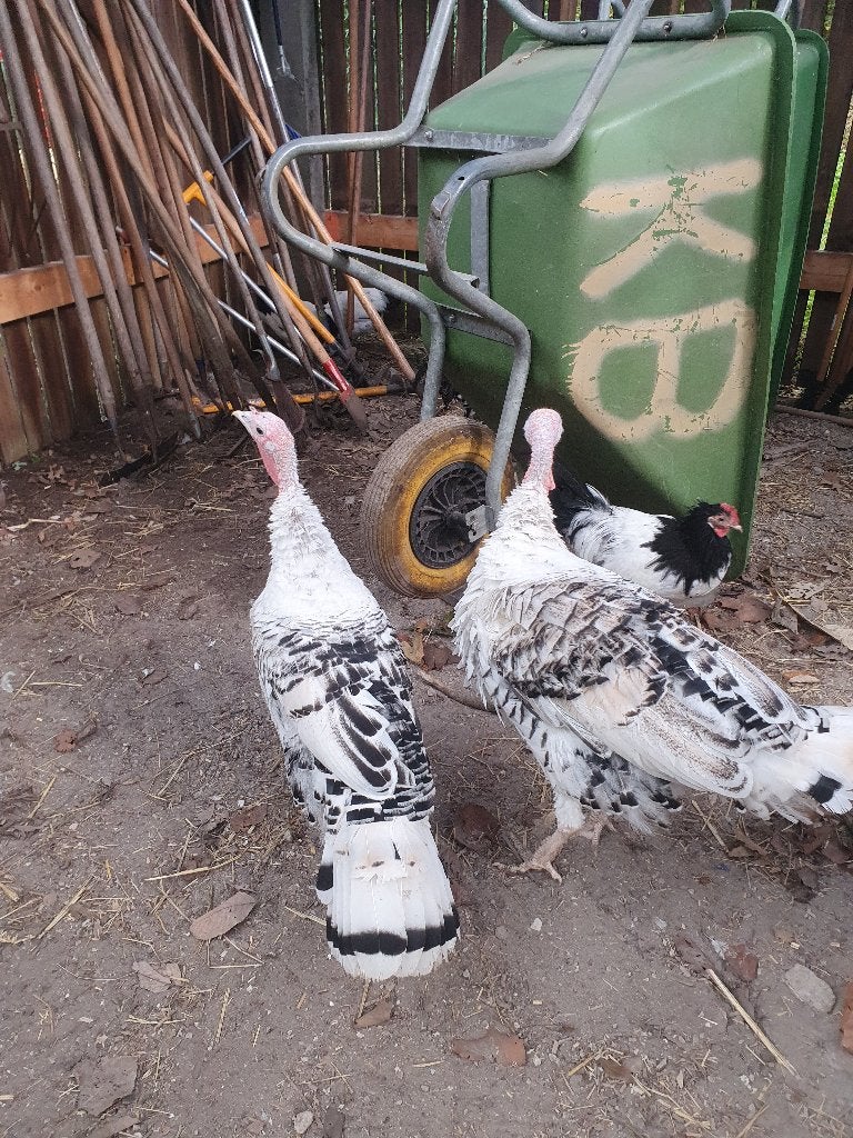 Kalkoen kuikens te koop, Dieren en Toebehoren, Geslacht onbekend, Kalkoen