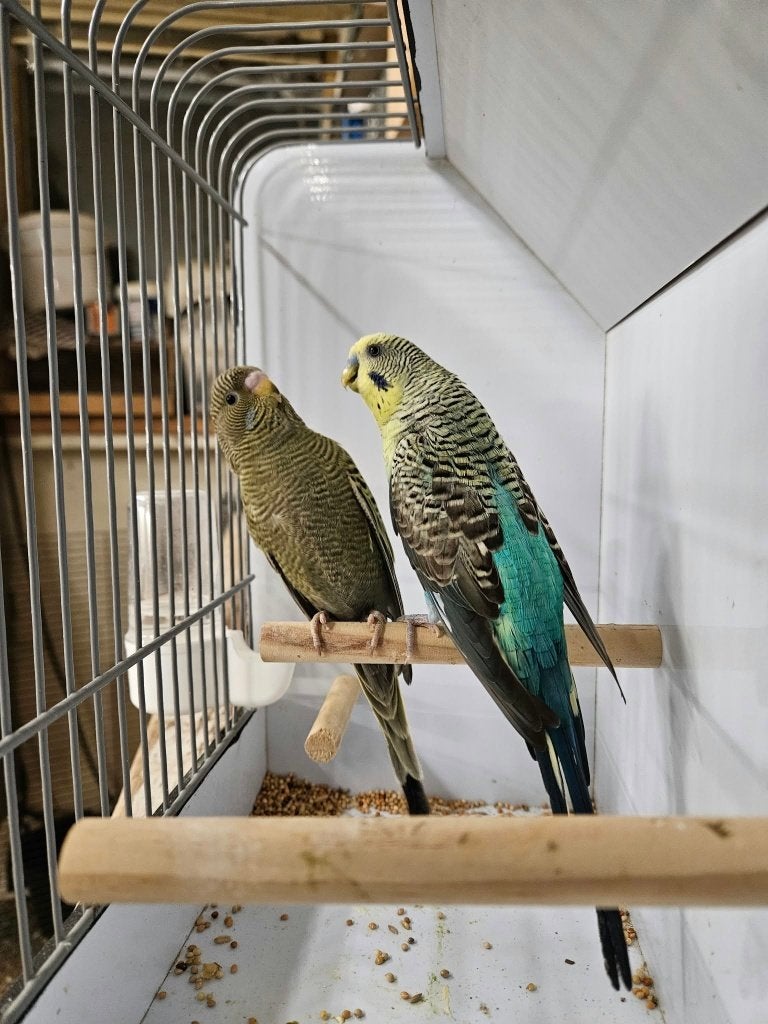 blackwing x blackface, Meerdere dieren, Parkiet, Geringd