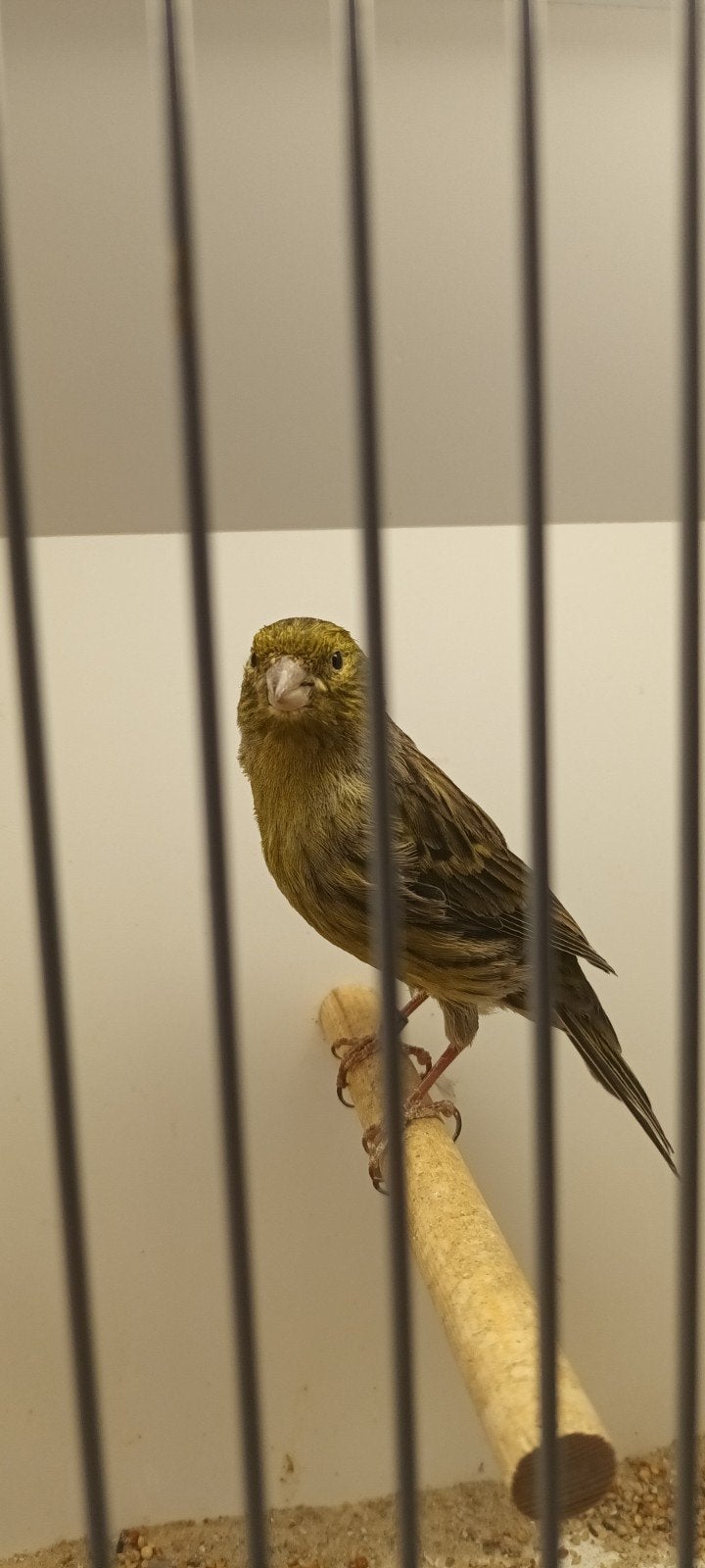 kanarie zwart geel, Dieren en Toebehoren, Mannelijk, Kleurkanarie