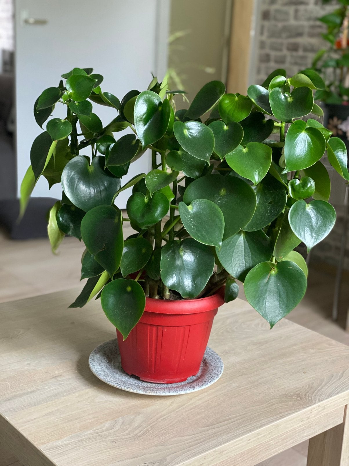 Peperomia plant, makkelijk te verzorgen & decoratief!, Ophalen, Overige soorten, Halfschaduw, In pot