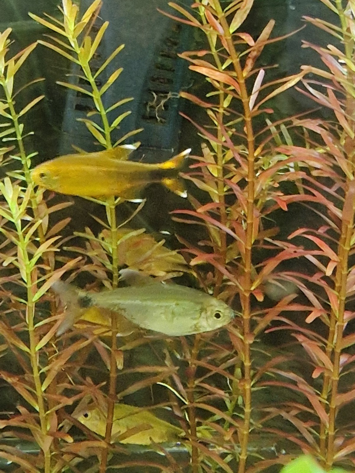 koperzalm, Dieren en Toebehoren, Vis, Zoetwatervis, Schoolvis