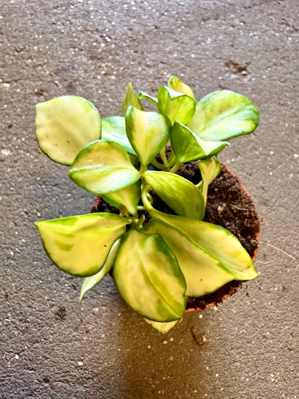 Hoya heuskeliana Variegata p9, Ophalen of Verzenden