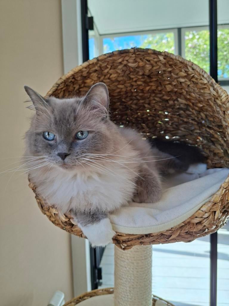Prachtige, lieve ragdoll poes met stamboom, Dieren en Toebehoren, Katten en Kittens | Raskatten | Langhaar, Poes, Met stamboom