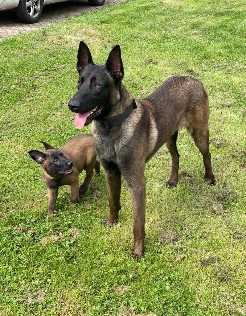 FCI stamboom Mechelse Herder puppys, Parvo, 8 tot 15 weken, Meerdere, Meerdere dieren