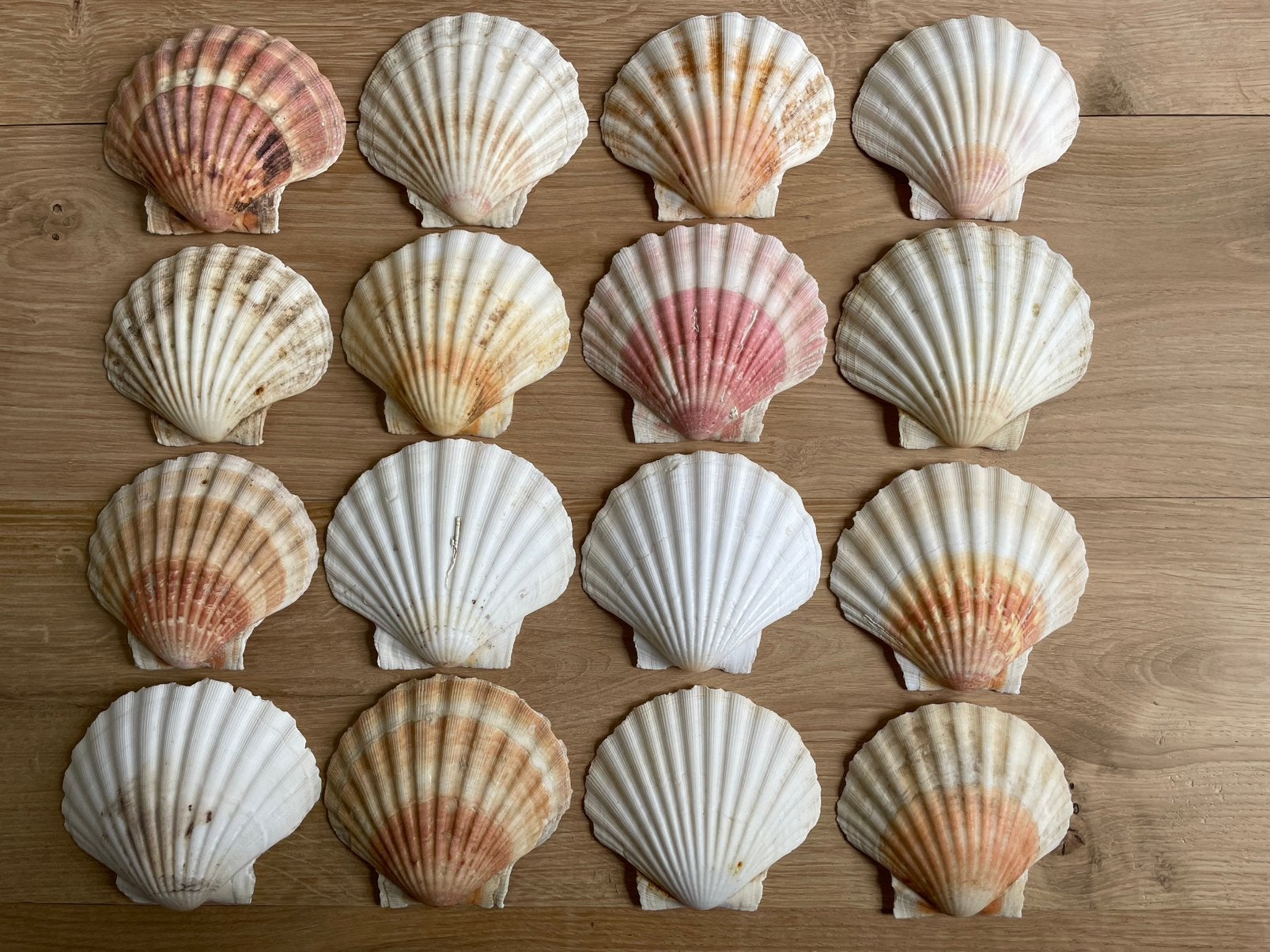 16 Sint Jacobs Schelpen normale maat., Ophalen of Verzenden, Schelp(en)