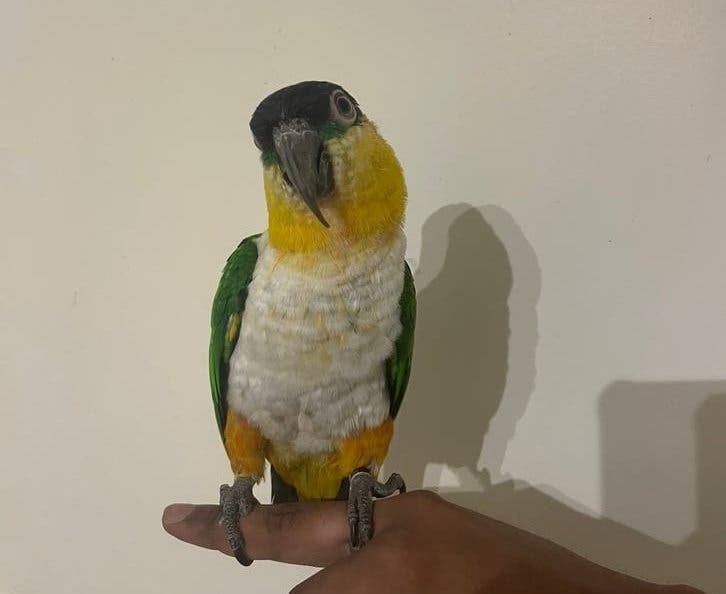 zwartkop caique tam, Mannelijk, Papegaai, Pratend