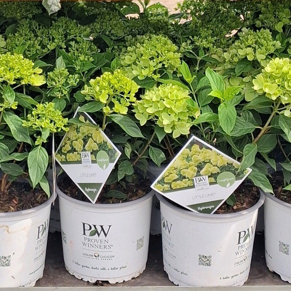 Hortensia 'Little Lime' - Compacte en bloeirijke heester, Ophalen of Verzenden, Hortensia, Struik, Minder dan 100 cm