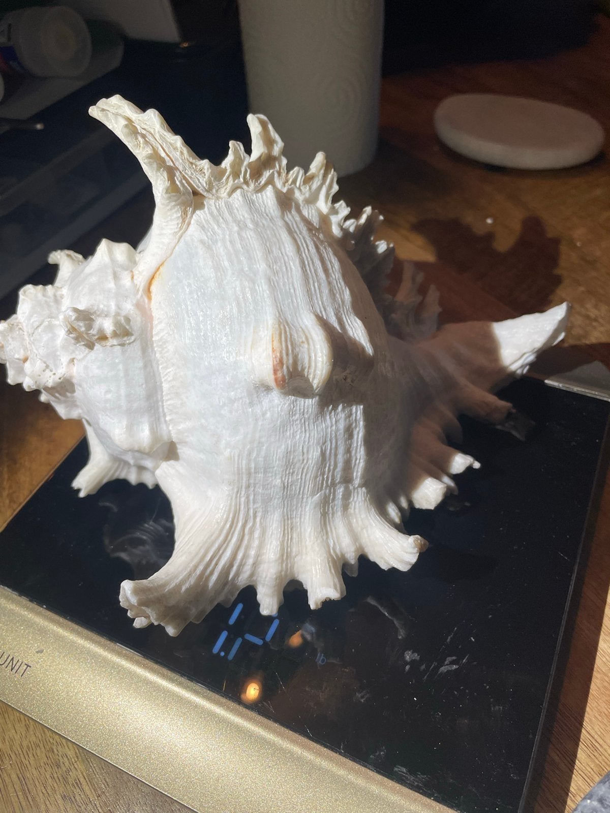 XXL Grote Murex Ramosus Zeeschelp - 574 gram, Ophalen of Verzenden, Schelp(en)