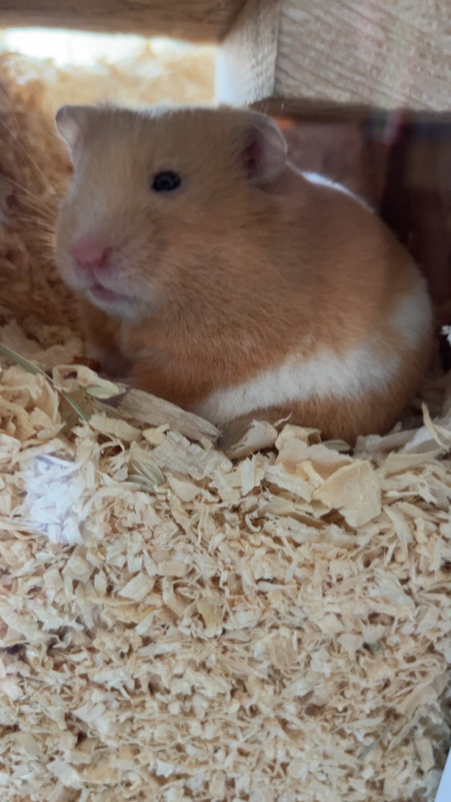 Hamster vrouwtje, Ophalen, Overige typen
