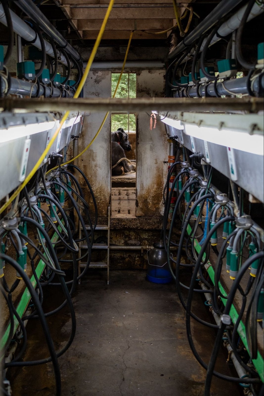 GEA 2x8 Zij-aan-zij Melkstal - Complete Melkinstallatie, Ophalen of Verzenden, Veehouderij, Melktechniek