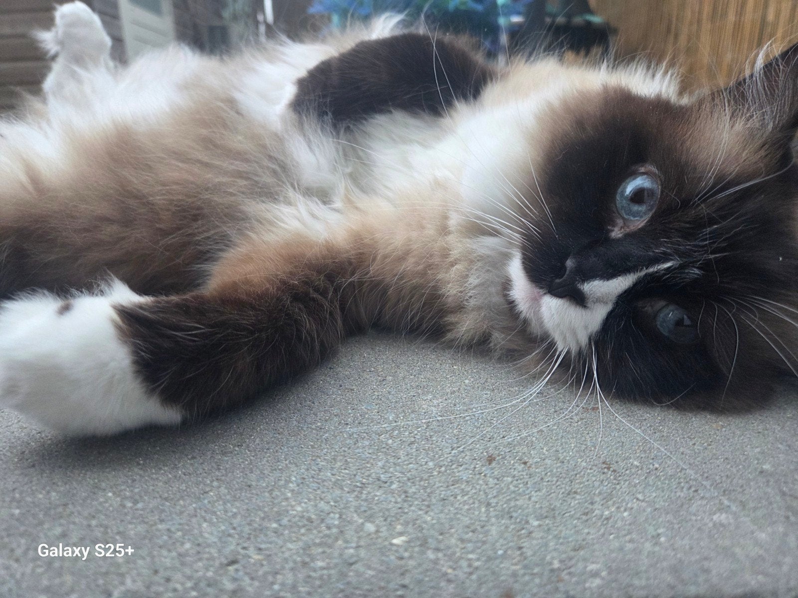 ragdoll kater 6 jaar en gecastreerd, Kater, Langharig, 6 jaar of ouder