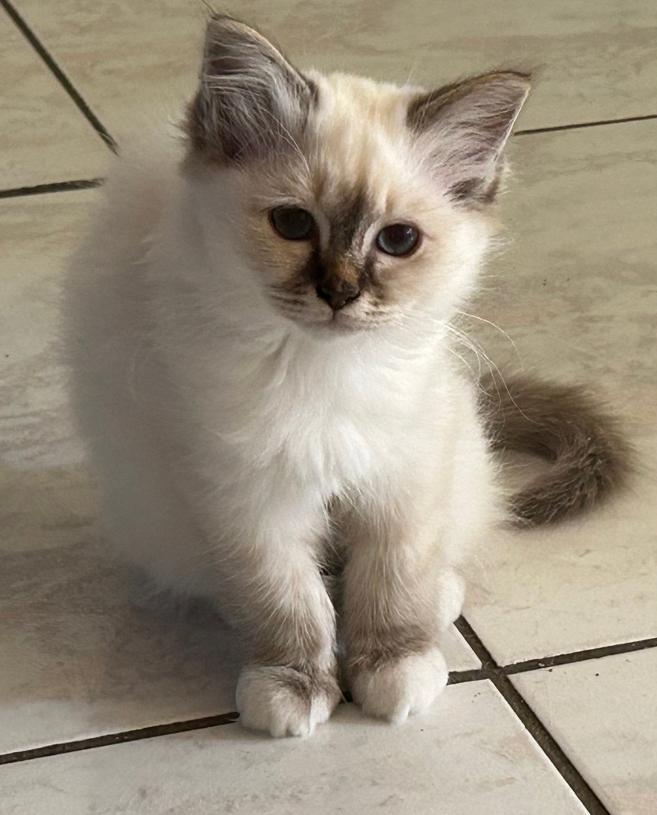 Heilige Birmaan kittens met Stamboom € 1025,, Meerdere dieren, 0 tot 2 jaar