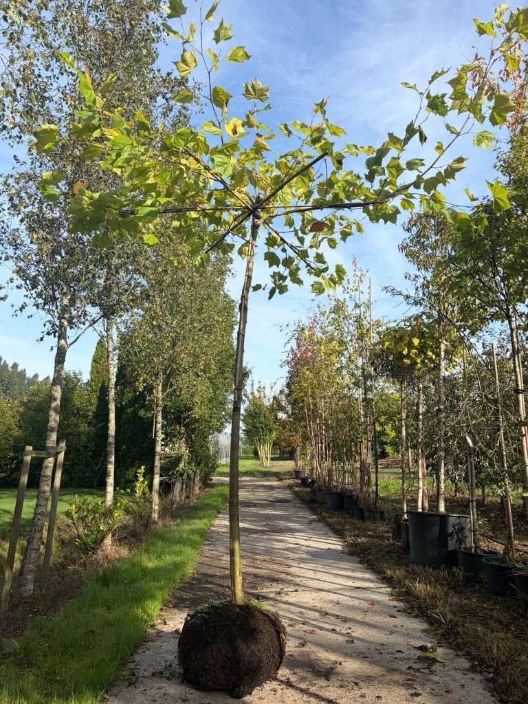 dakplataan dakboom plataan  Outlet, Bloeit niet, Dakboom, 250 tot 400 cm, Ophalen