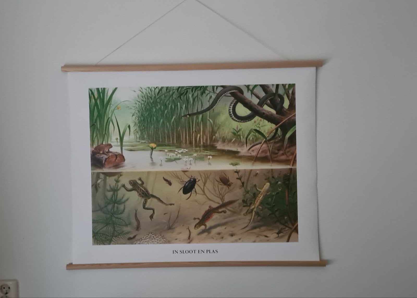 Schoolplaat "In sloot en plas" - M.A. Koekkoek, Ophalen of Verzenden, Natuur en Biologie