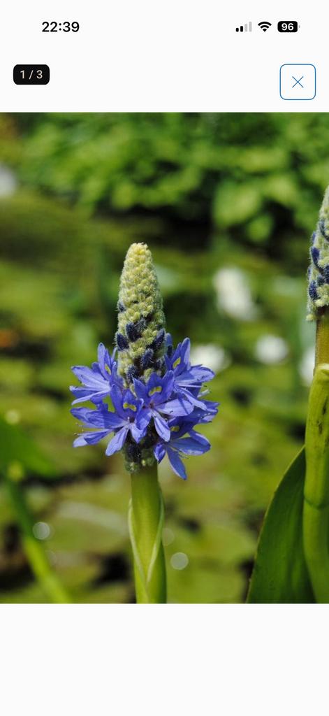 Snoekkruid (Pontederia) stekken - Mooie waterplanten, Volle zon, Vaste plant, Ophalen of Verzenden, Zomer