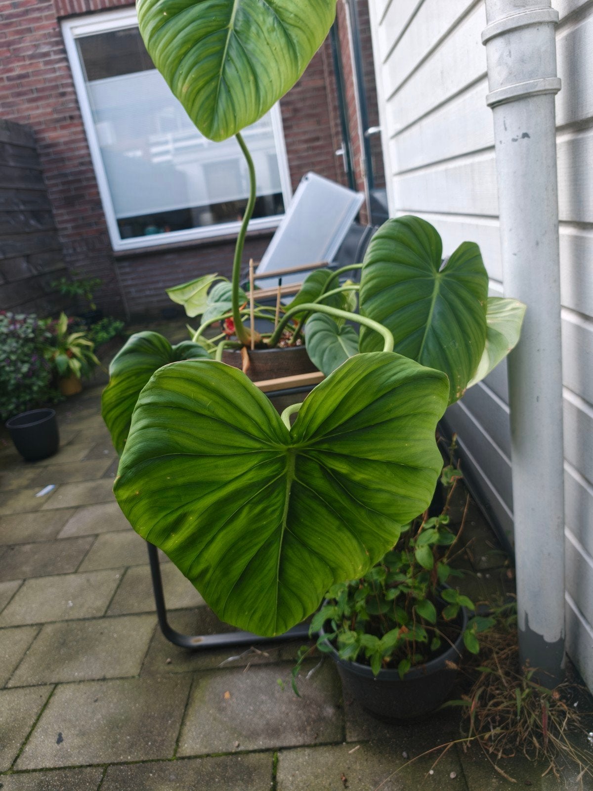 Philodendron pastazanum, Huis en Inrichting, Ophalen, Halfschaduw, Minder dan 100 cm