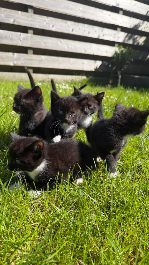 Kittens Ragdoll x zwarte kater, Dieren en Toebehoren, Katten en Kittens | Overige Katten, Meerdere dieren
