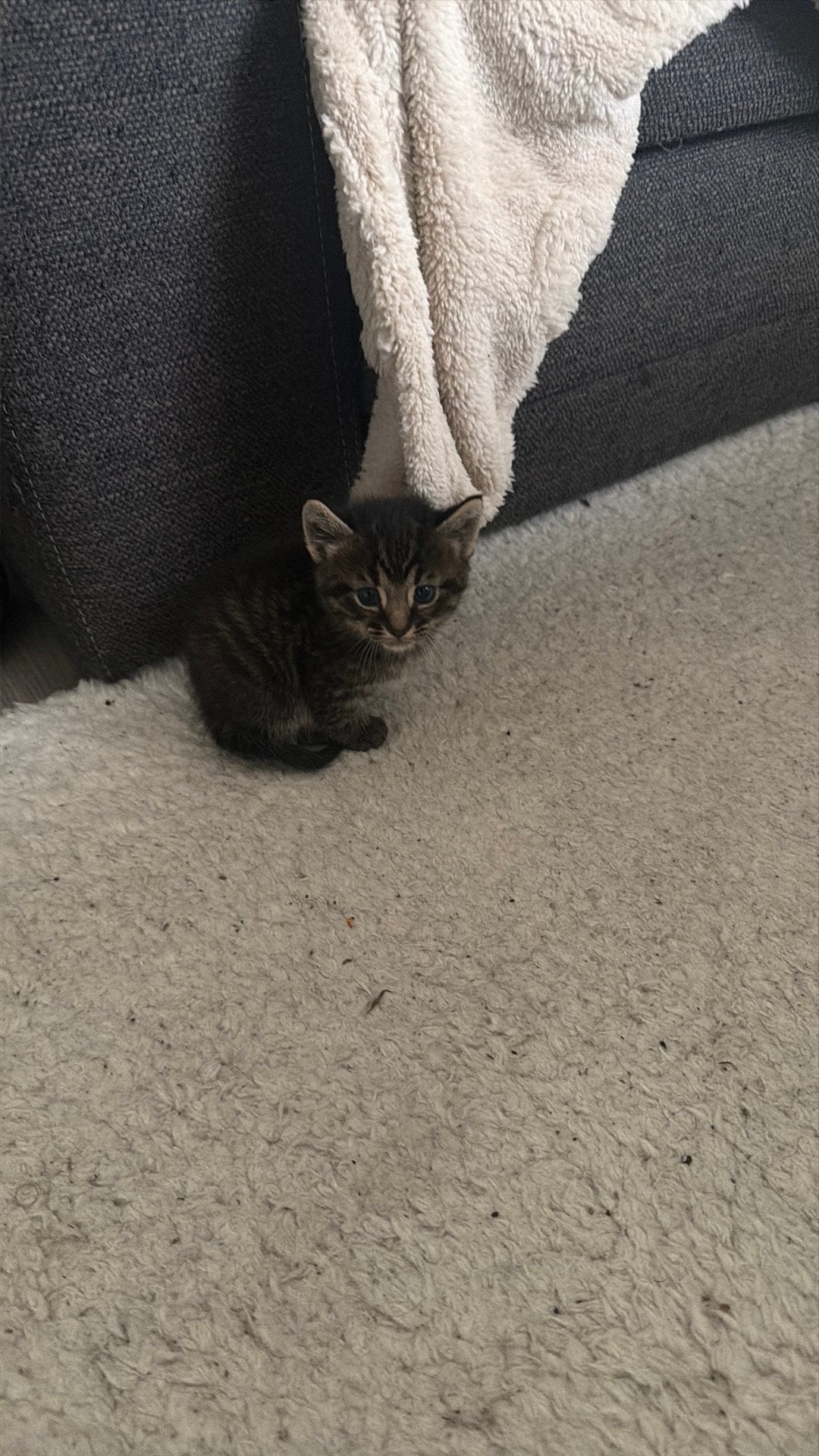 2 kittens 130 per kitten, Meerdere dieren