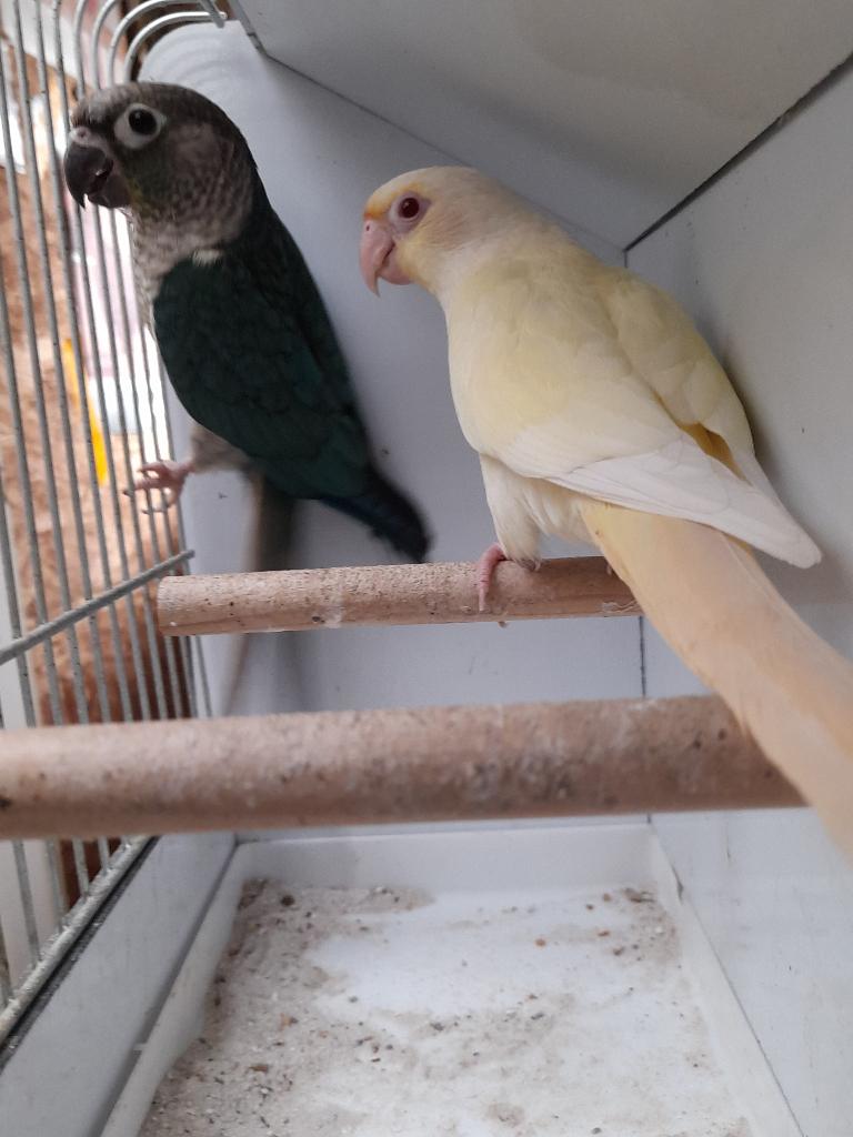 Jong koppel pyrrhuras creme ino, Dieren en Toebehoren, Meerdere dieren, Parkiet, Geringd