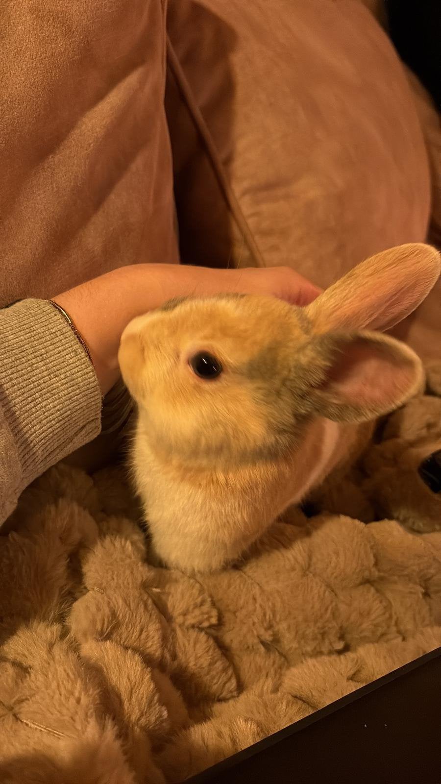 Mooi konijn + buiten- en binnenhok + voer + speeltjes, Dieren en Toebehoren, Mannelijk, Tam, Maart, Cavia