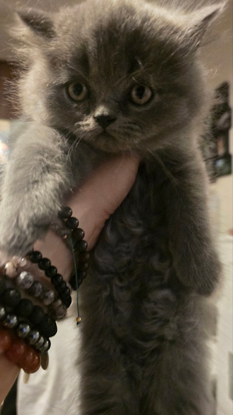 Britse Langhaar kitten, Dieren en Toebehoren, Katten en Kittens | Raskatten | Langhaar, Kater