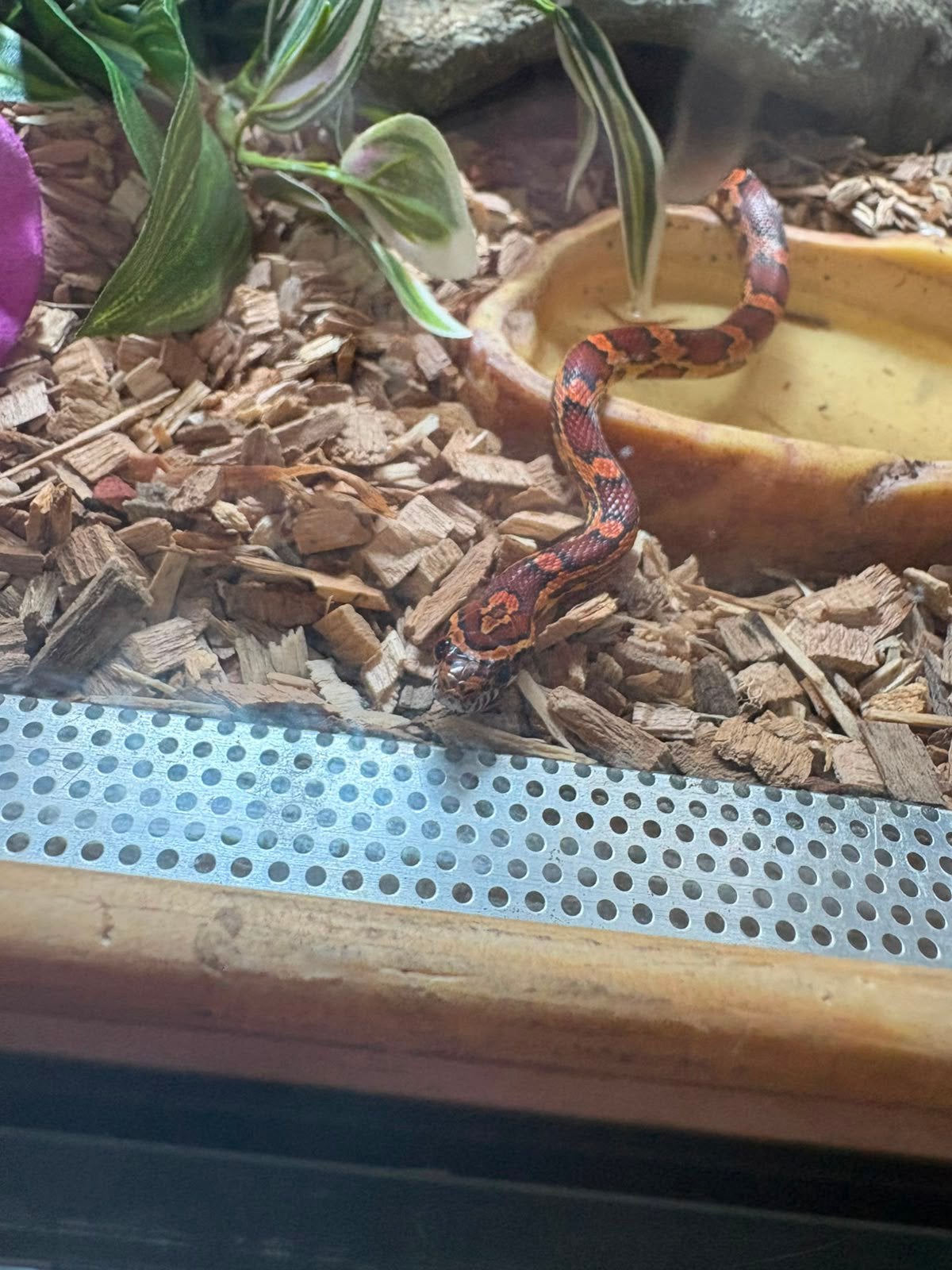 Korenslang 9 maanden oud mooie kleuren Corn Snake photo 6