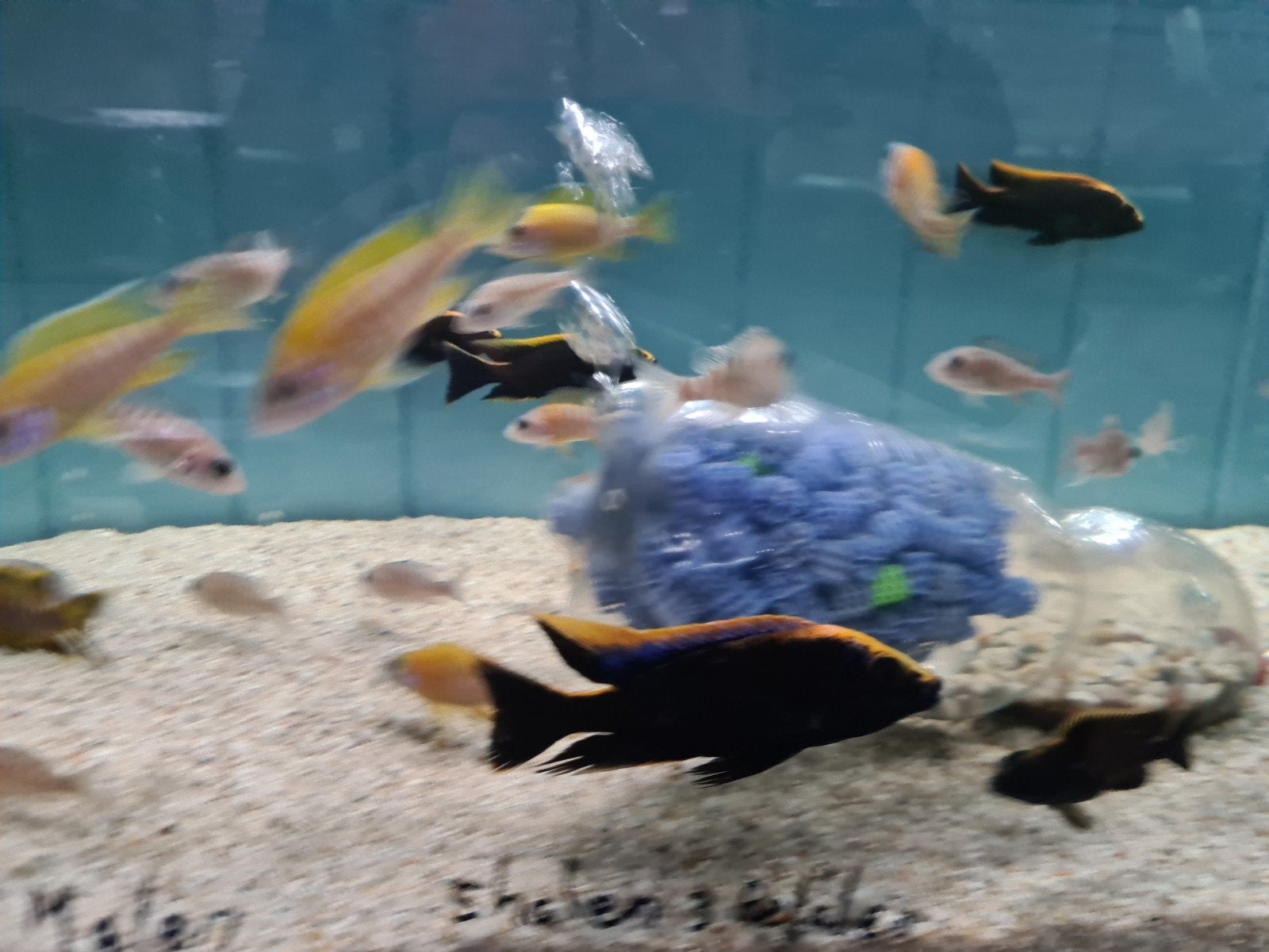 Otopharynx Black Orange Malawi Cichliden XL, Dieren en Toebehoren, Vissen | Aquariumvissen, Vis, Zoetwatervis