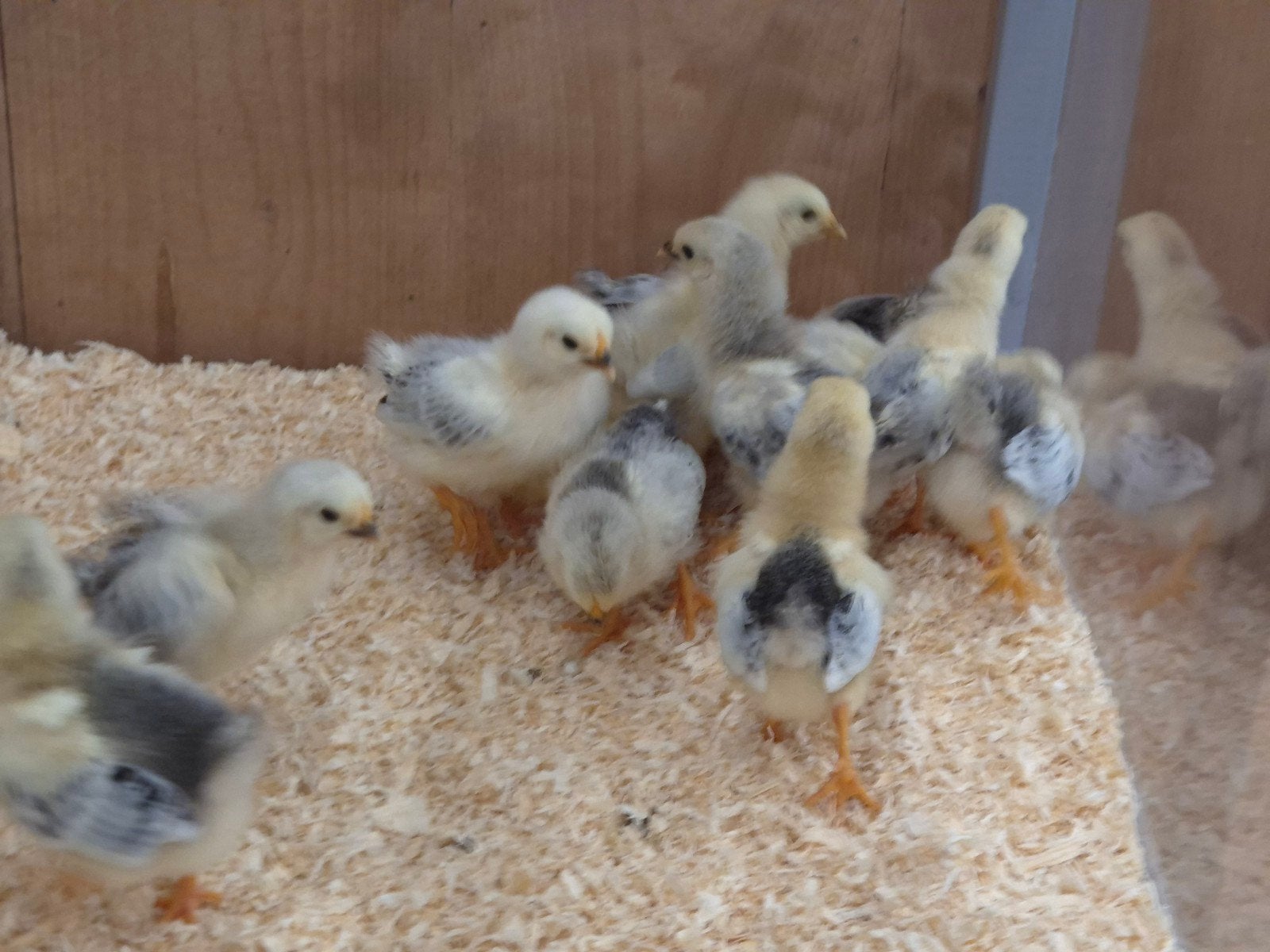 Wyandotte kriel kuikentjes, Dieren en Toebehoren, Pluimvee, Geslacht onbekend, Kip