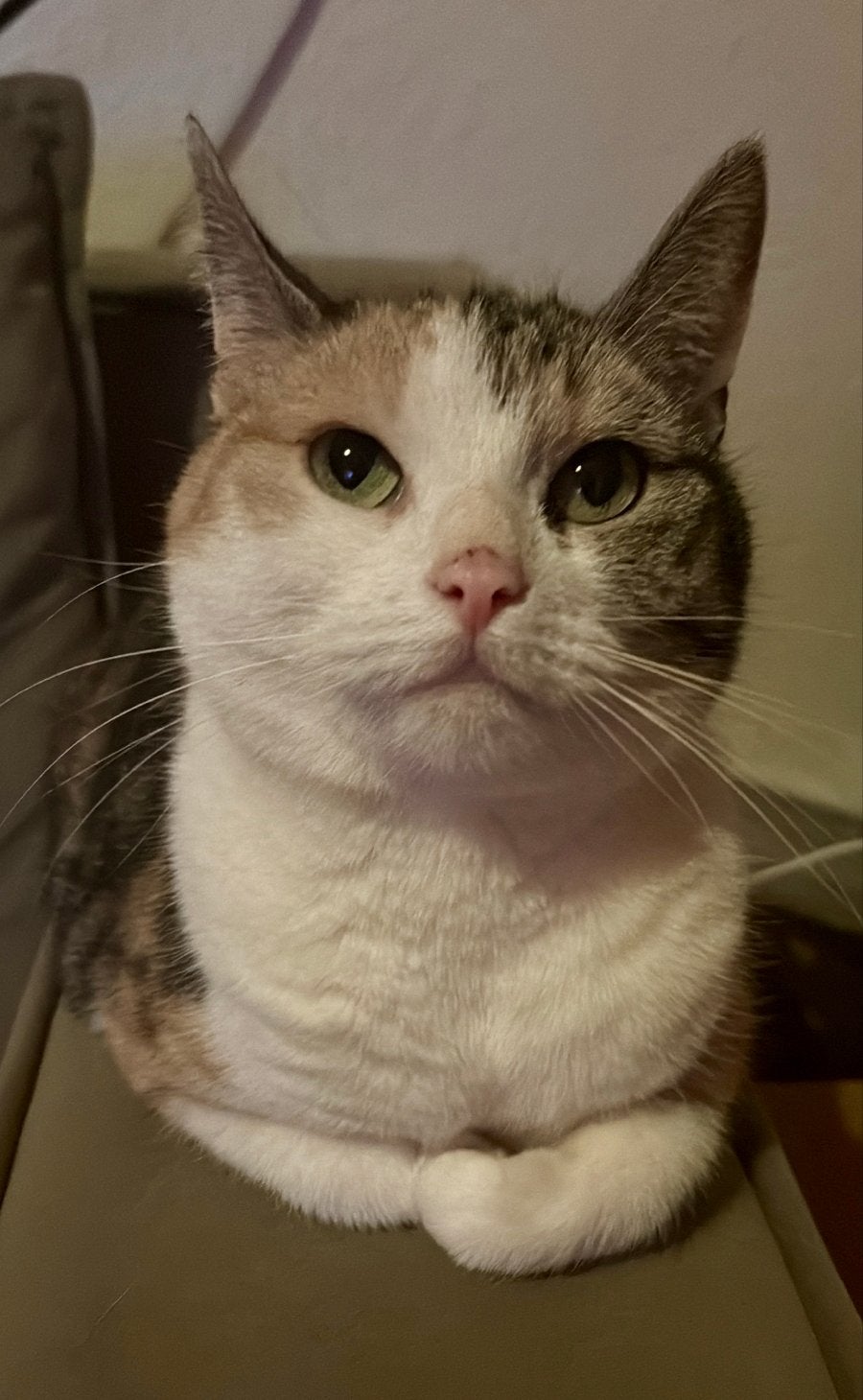 Nieuw baasje gezocht, Poes, Kortharig, 6 jaar of ouder