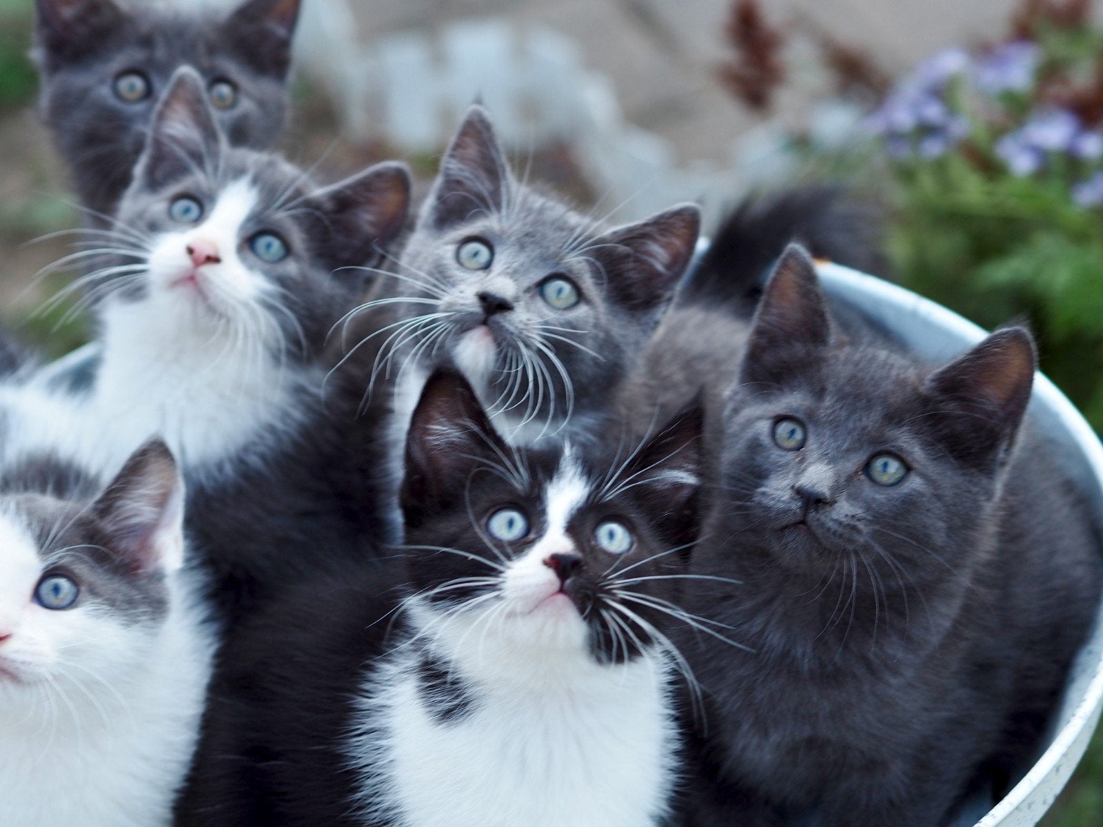 Super schattige  Ragdoll x Kittens ❤️, Meerdere dieren, Langharig, 0 tot 2 jaar