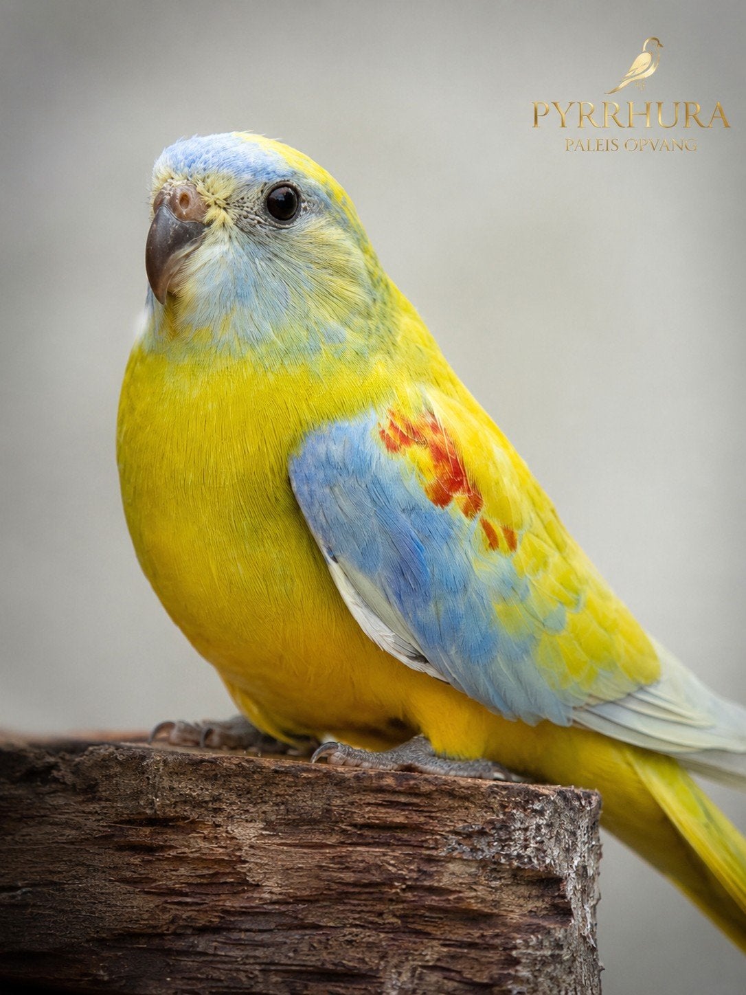 turquoisine Dilute parkiet, Mannelijk, Parkiet