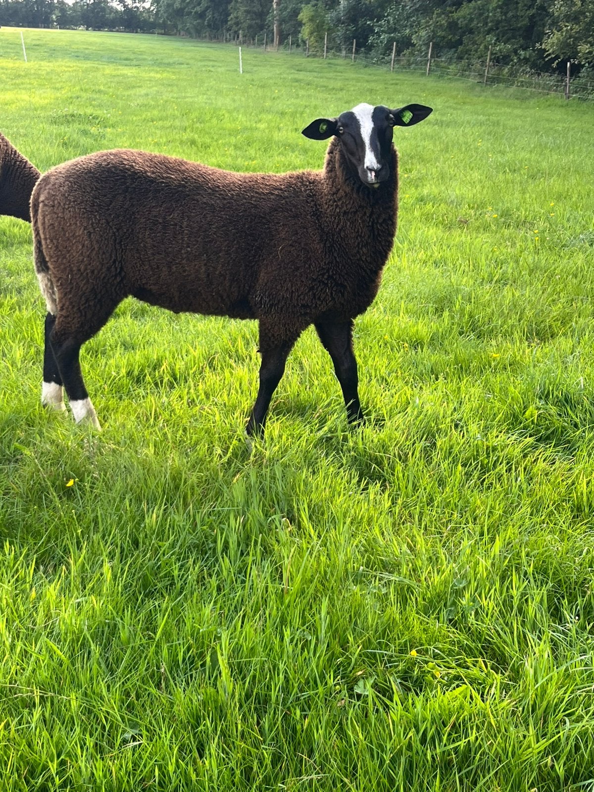 Zwartbles dekram, Mannelijk, Schaap