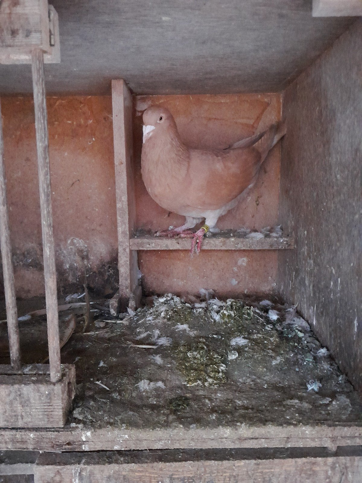 gele postduiven, Dieren en Toebehoren, Vogels | Duiven, Meerdere dieren, Postduif