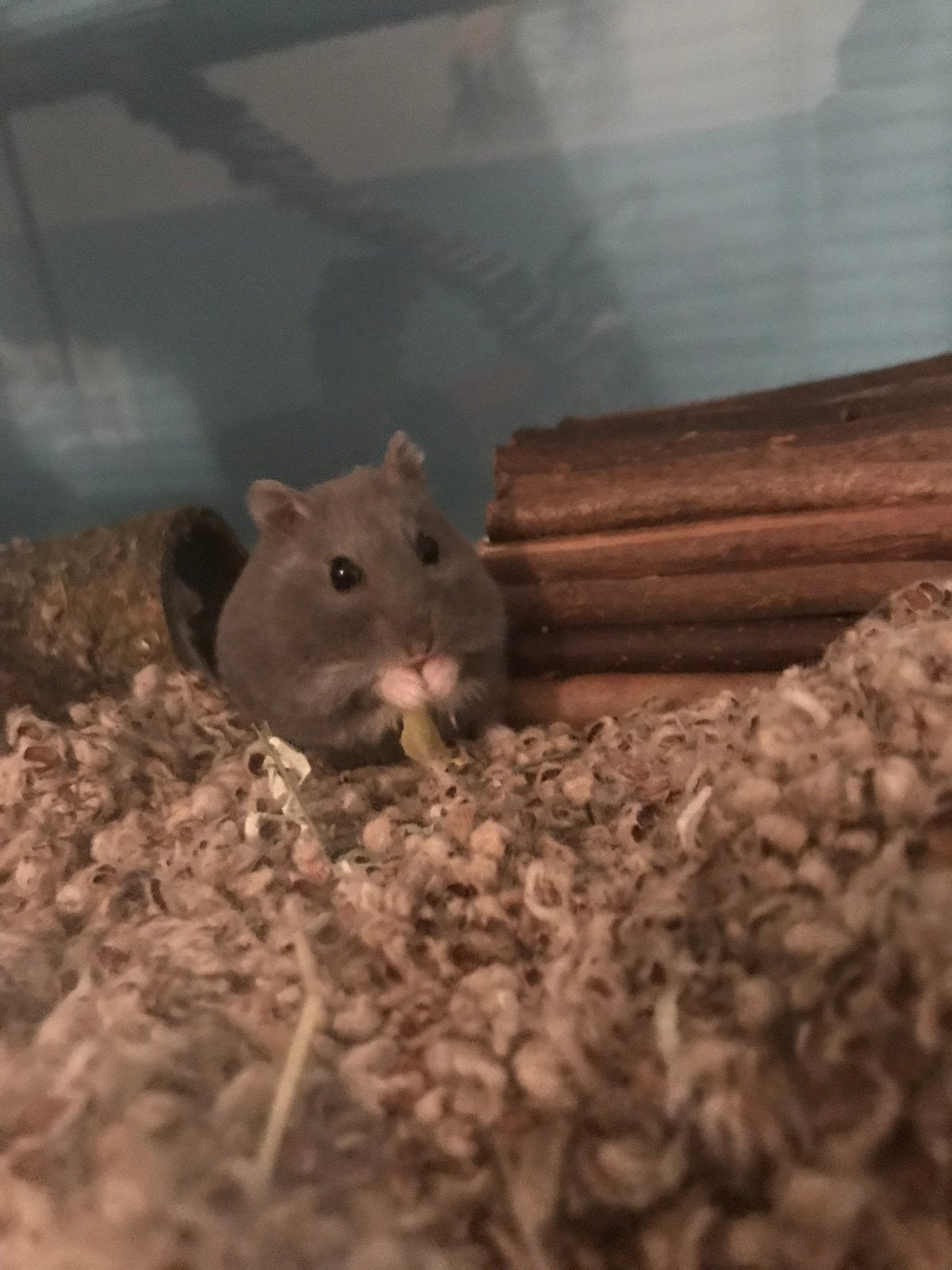 Opvang hamsters, Januari, Meerdere dieren, Hamster