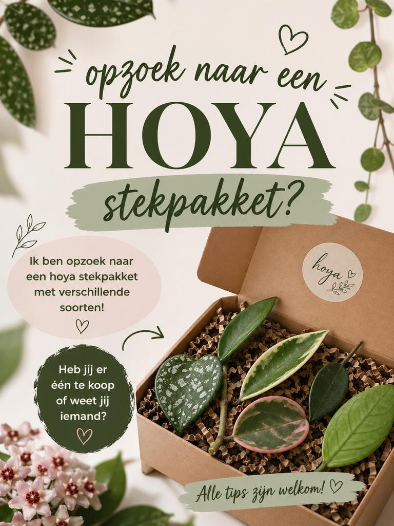 Opzoek naar Hoya- stekjes, Ophalen
