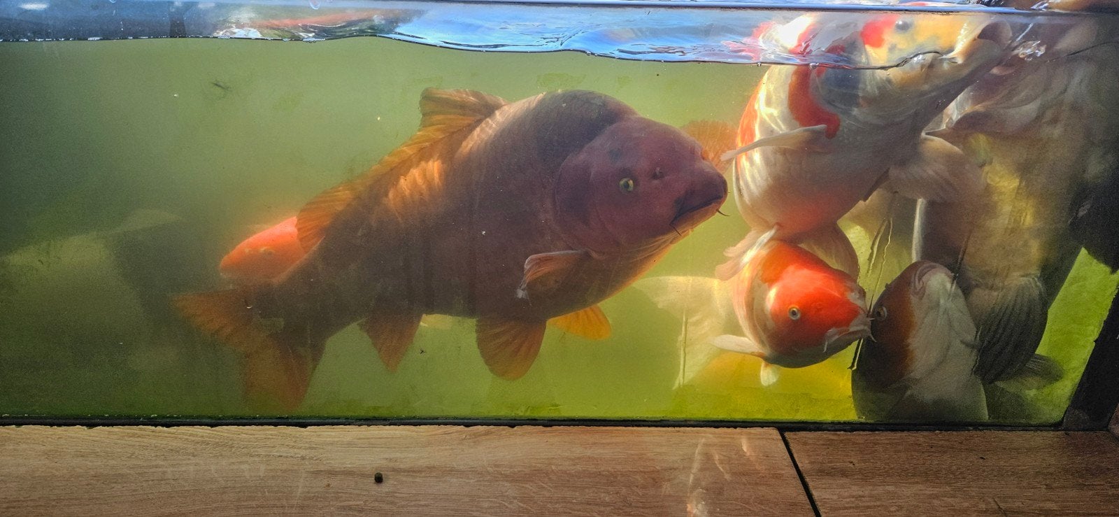 chagoi bruin 12 jaar oud, Dieren en Toebehoren, Karper of Koi