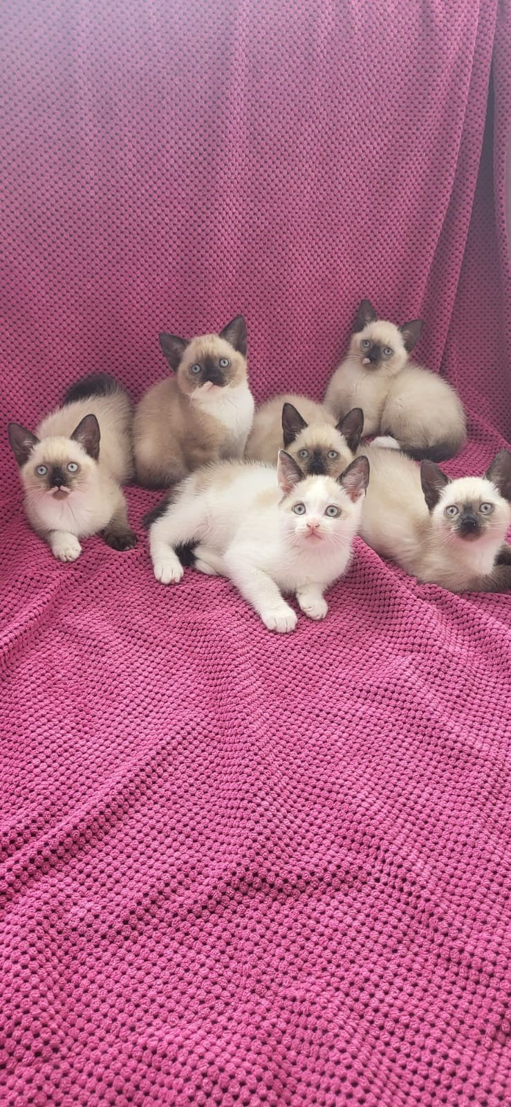 kittens snowshoe kort haar, Meerdere dieren, 0 tot 2 jaar