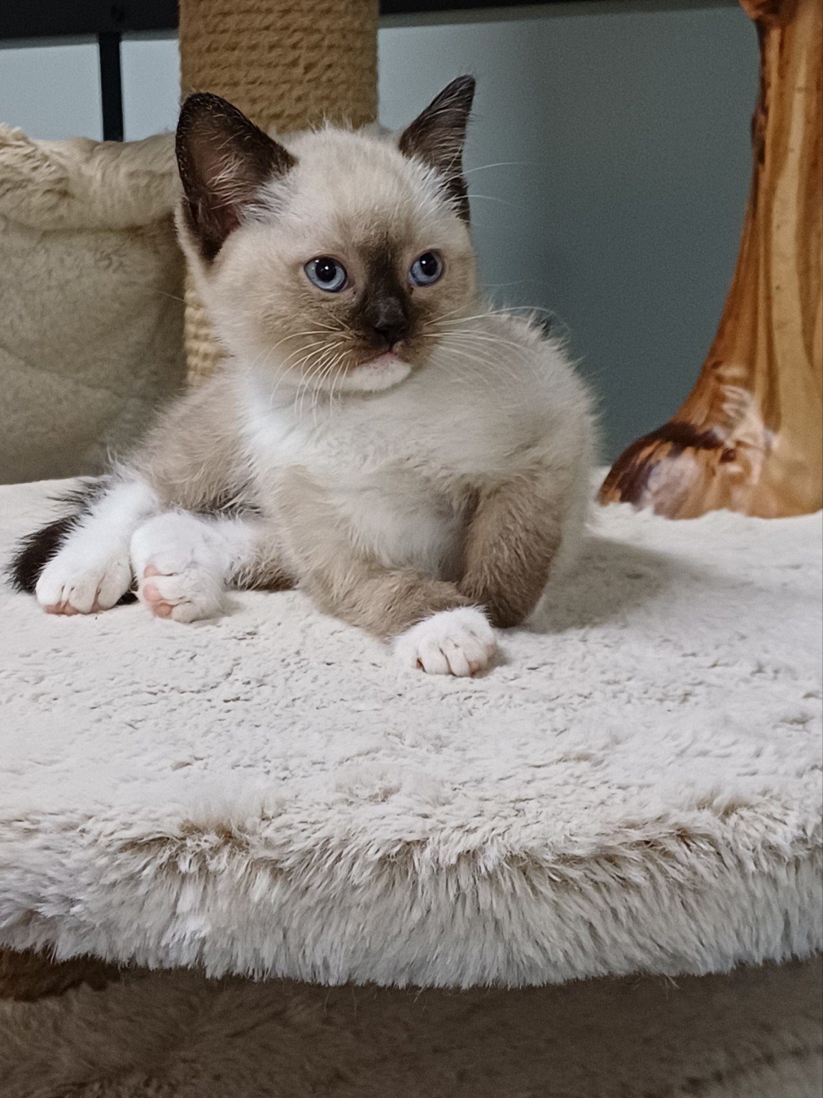 Britse Korthaar x Ragdoll kittens mogen verhuizen, Dieren en Toebehoren, Kater, Gechipt, 0 tot 2 jaar