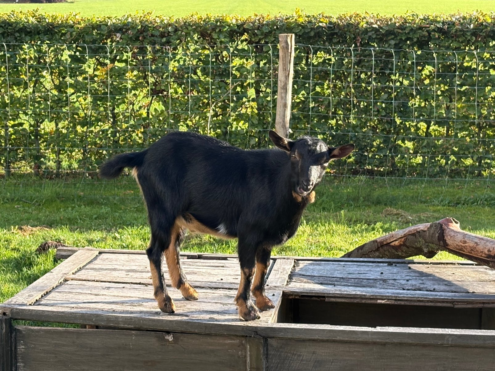 Bok te koop 5 mnd oud, Dieren en Toebehoren, Mannelijk, Geit