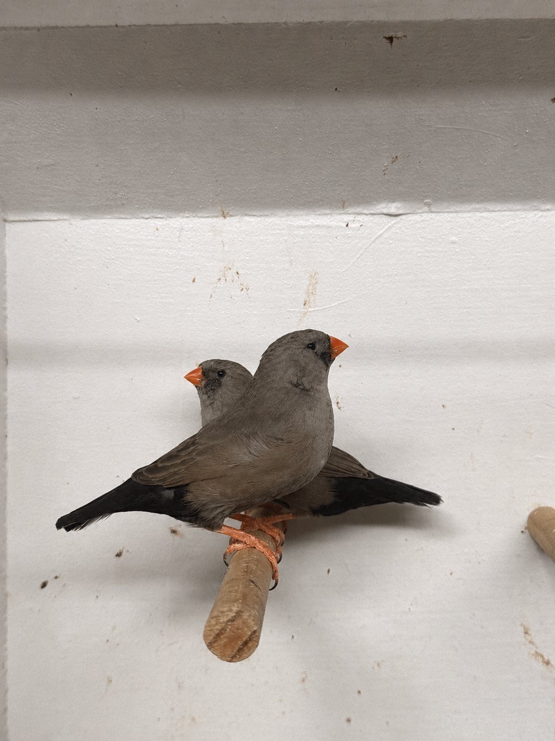 Te koop 2 vol charcoal zebravink poppen 2026, Dieren en Toebehoren, Vogels | Overige Vogels, Vrouwelijk, Tropenvogel