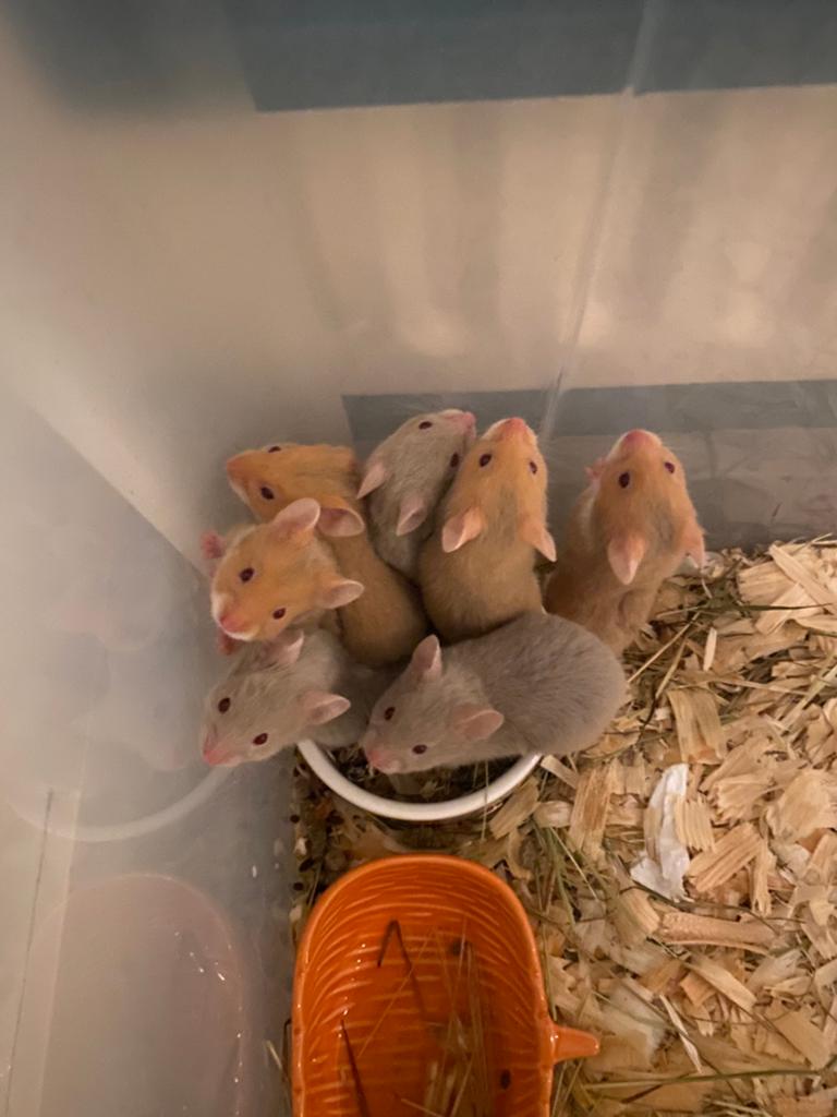 Nestje goudhamsters, Dieren en Toebehoren, Hamster, April, Meerdere dieren, Tam