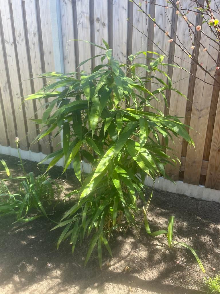 Bamboe plant / japanse bamboe / Pseudosasa japonica, Tuin en Terras, Planten | Bomen, Ophalen, Bloeit niet, Halfschaduw, Overige soorten