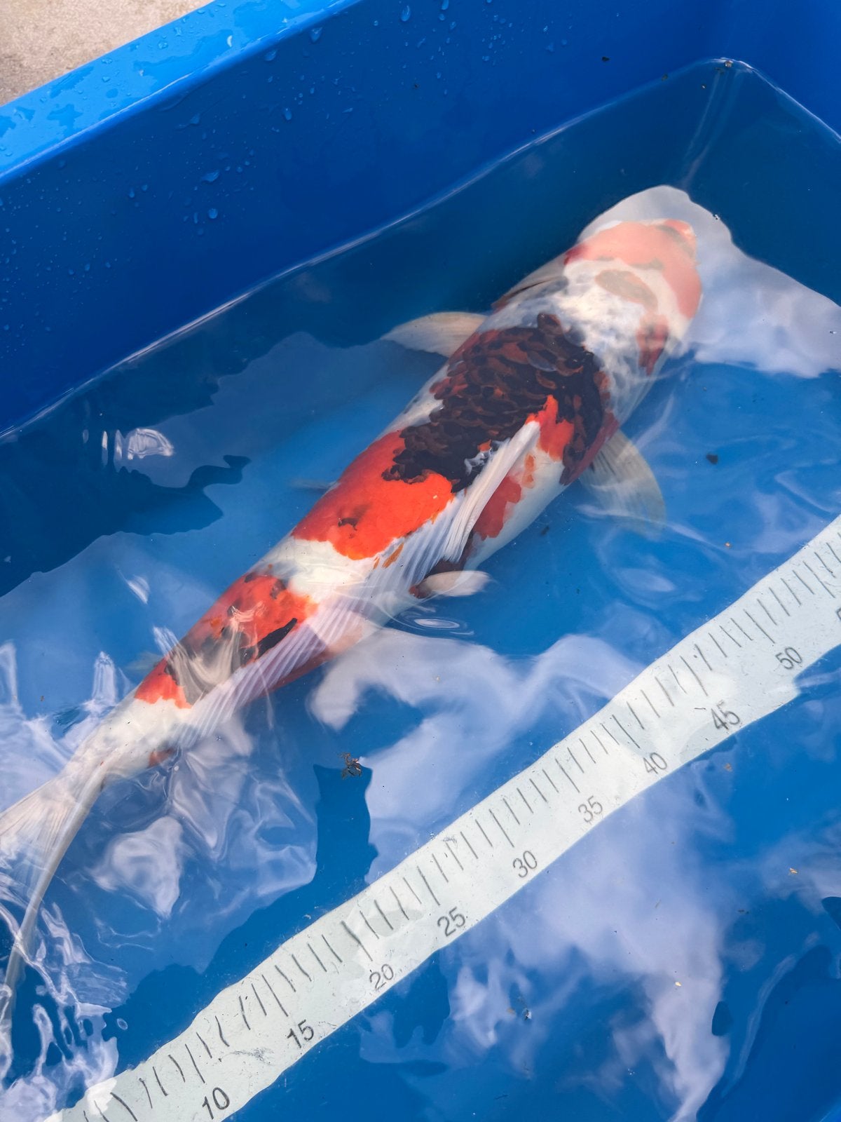Hoshikin Showa Female – Japanse koi – 60 cm als Nisai, Karper of Koi