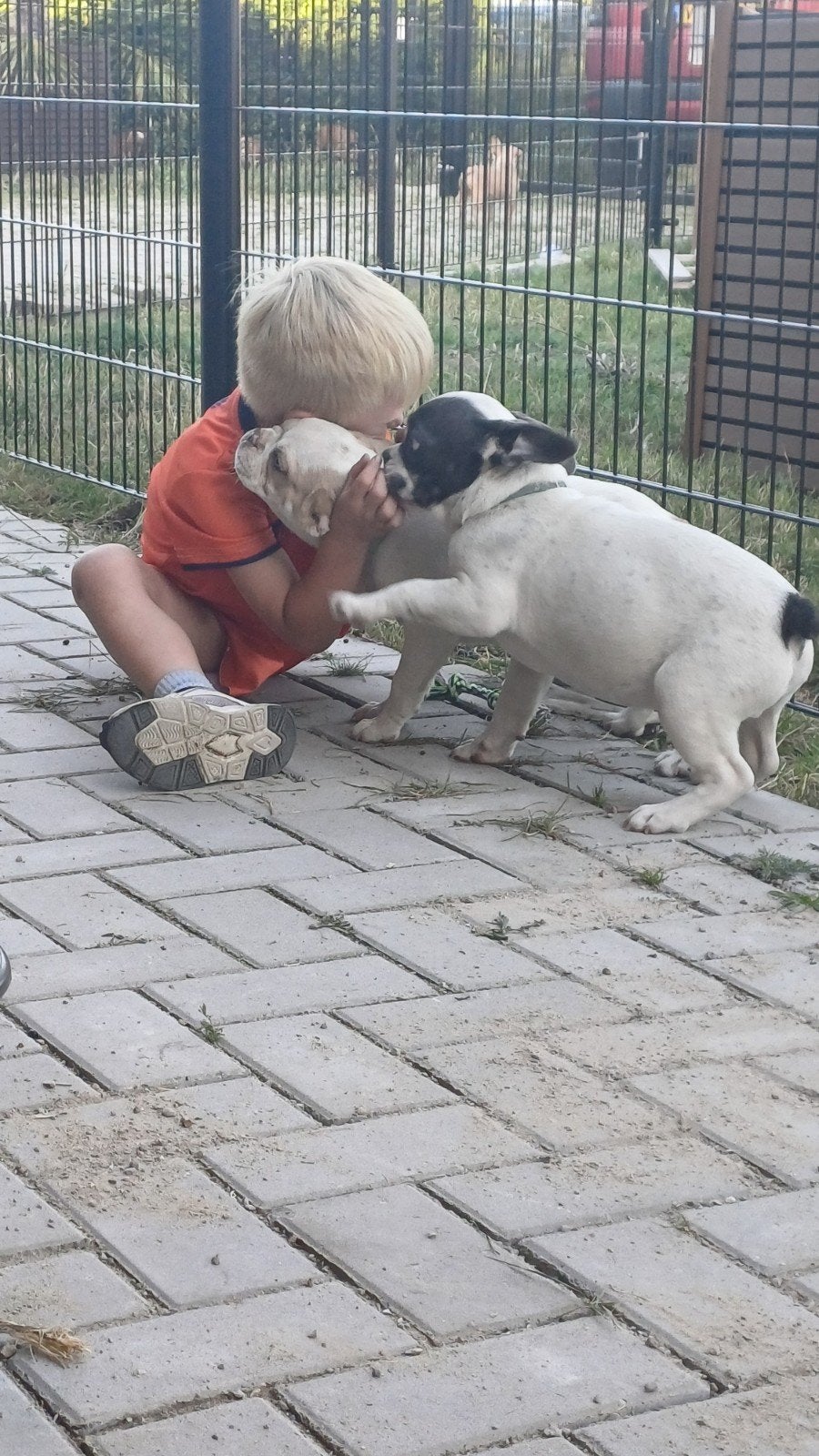 franse bulldog pups bont nog 1 reutje en 1 teefje, Particulier, 15 weken tot 1 jaar, Buitenland, Bulldog
