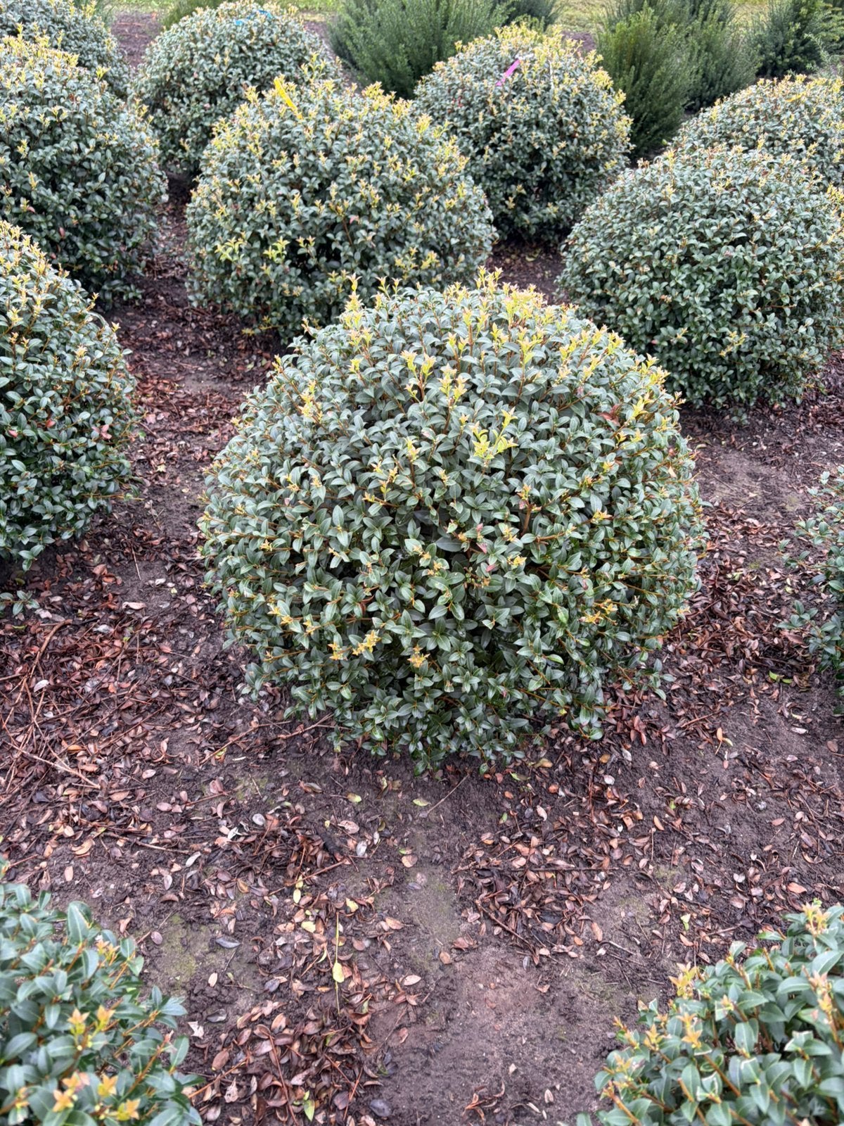 Osmanthus Burkwoodii schijnhulst bolvorm leverbaar tot 160cm, Ophalen, Overige soorten, Struik, 100 tot 250 cm