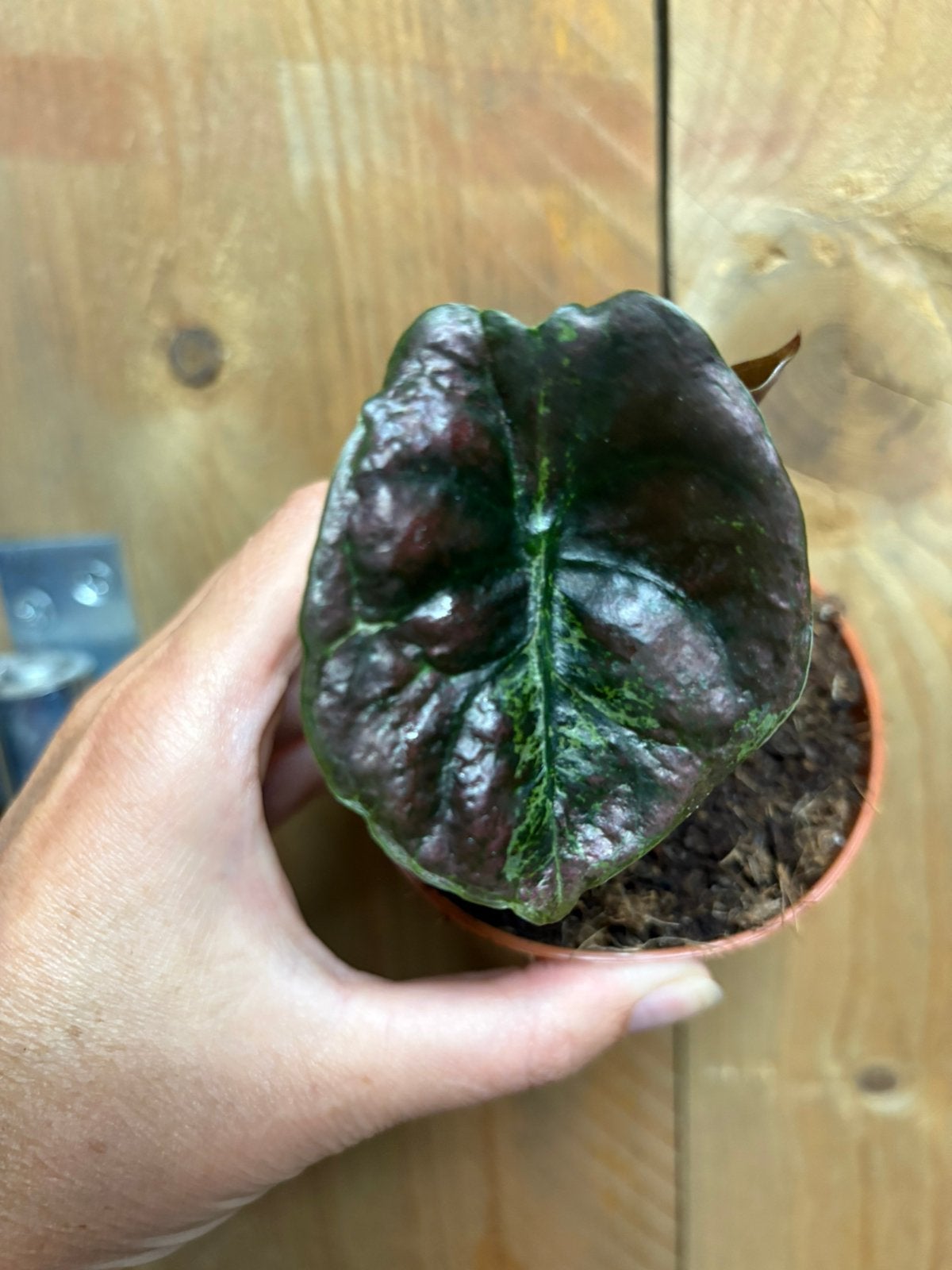 Alocasia cuprea red secret plant variegata green mint marble, Huis en Inrichting, Kamerplanten, Ophalen of Verzenden, Halfschaduw