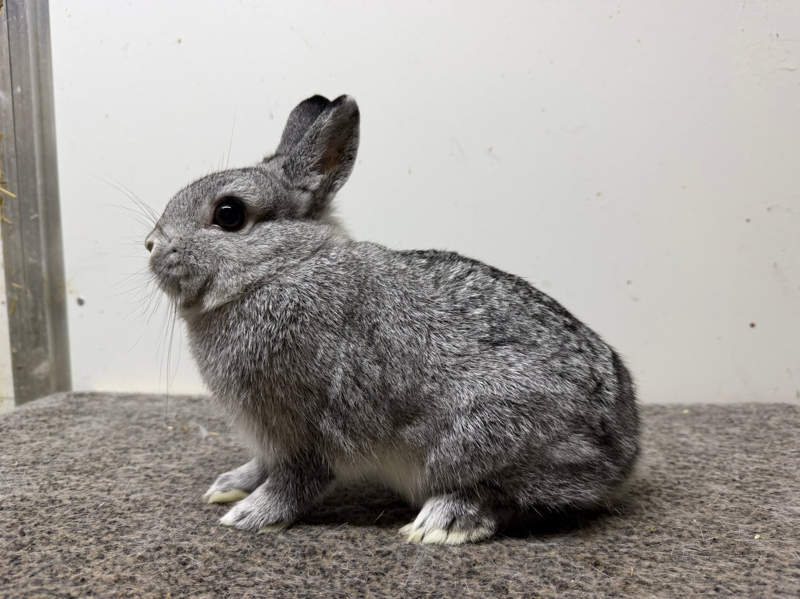 Chinchilla kleurdwerg ram, Mannelijk, Dwerg