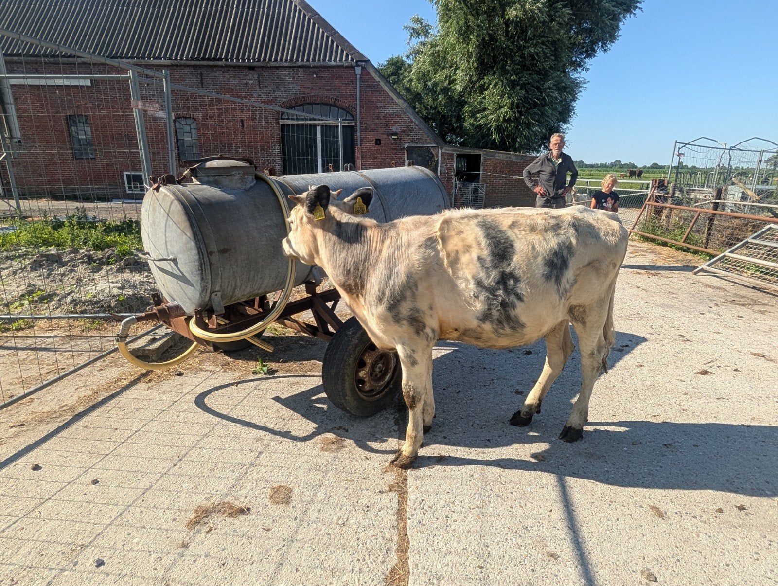 BB pink, Dieren en Toebehoren, Vrouwelijk, 0 tot 2 jaar
